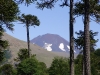 Araucarias y Volcán Lonquimay